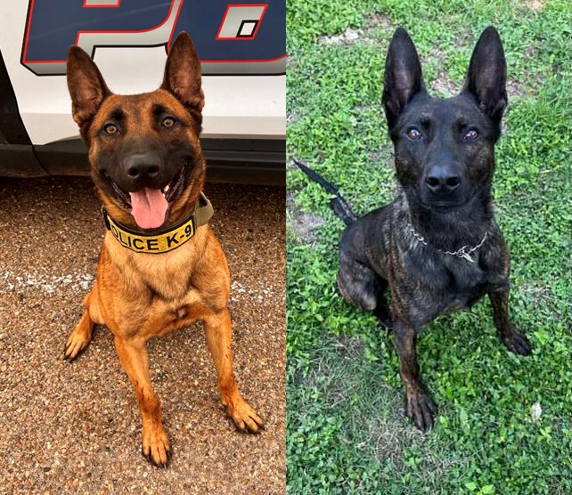 Side by side images of police dogs, one brown and one black