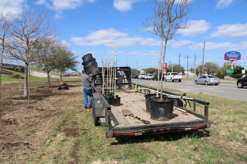 Young trees are being planted along Loop 463. A man carries a large stack of buckets to a trailer.