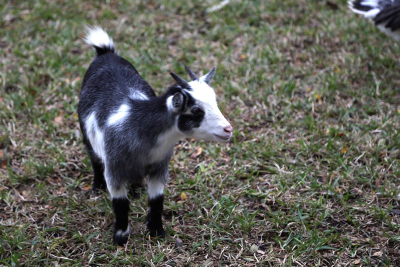 A black and white baby goat