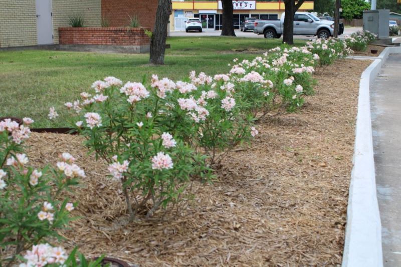 Row of small flowering shrubs along sidewalk