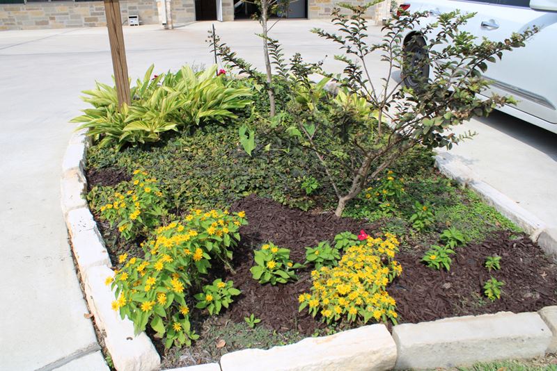 Decorative plants and flowers in a flowerbed