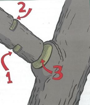 Diagram showing two partial cuts near the base of a limb and a third full cut at the base.