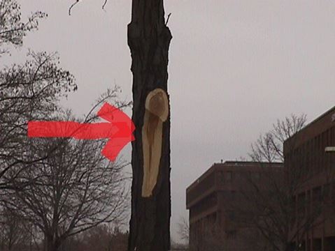 Tree with a large vertical section of bark stripped away from the base of a cut limb.