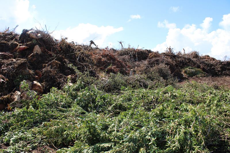 Expansive pile of brush and tree limbs, some with green leaves on them